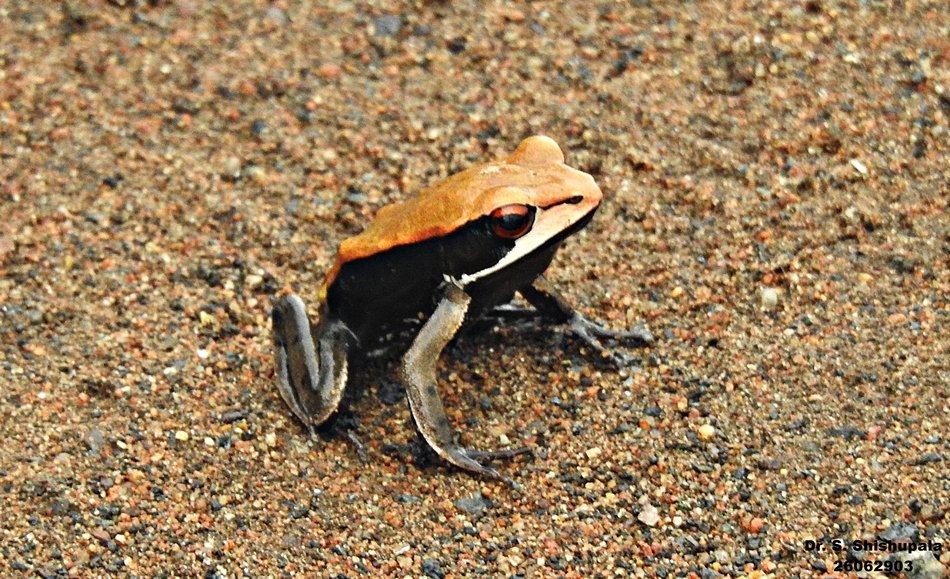 ದ್ವಿವರ್ಣ ಕಪ್ಪೆಯ ಮೈಬಣ್ಣ ಮತ್ತು ದೇಹ ರಚನೆ