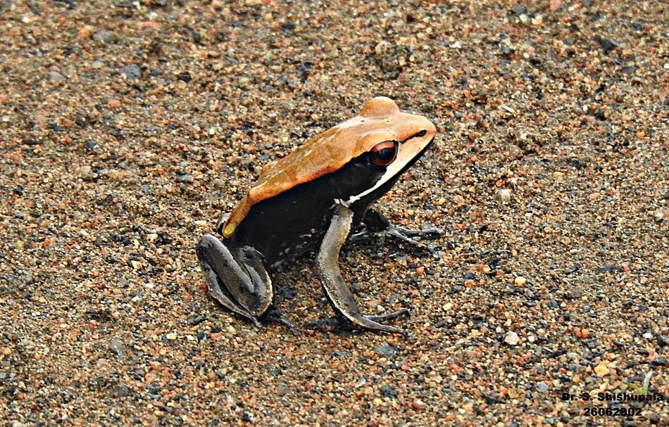 ಡಾ. ಎಸ್. ಶಿಶುಪಾಲ ಸೆರೆಹಿಡಿದ ದ್ವಿವರ್ಣ ಕಪ್ಪೆಯ ಚಿತ್ರ