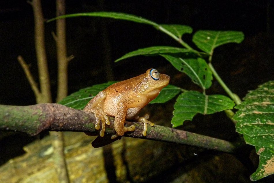 ನೀಲಗಣ್ಣಿನ ಪೊದೆ ಕಪ್ಪೆ (Raorchestes luteolus) - ಪಶ್ಚಿಮ ಘಟ್ಟ