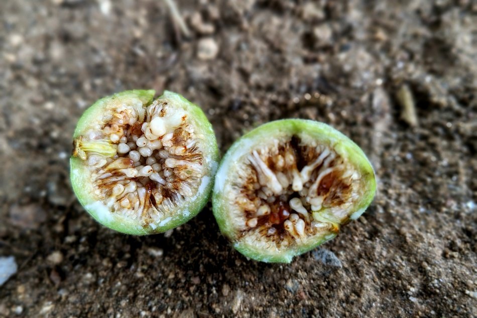 cluster-fig-flowers-ಅತ್ತಿ-ಮರ-kannada