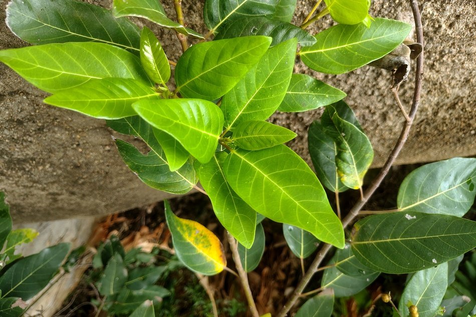 cluster-fig-leaves-ಅತ್ತಿ-ಮರ-kannada