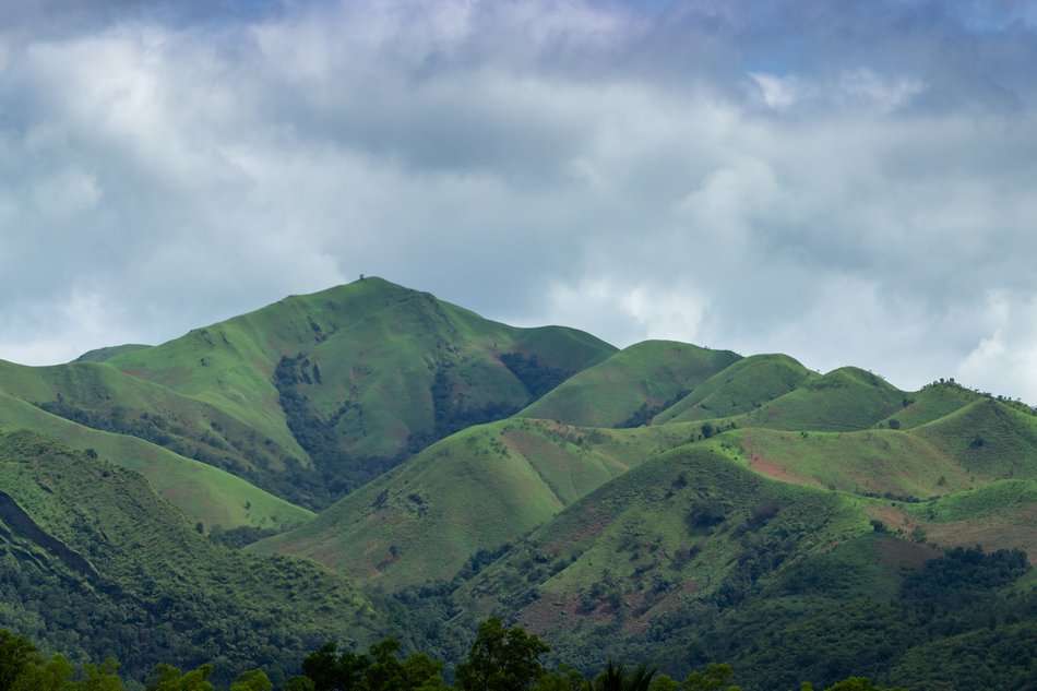 ಅರಣ್ಯದಲ್ಲಿ ಮರಗಳ ಕಾರ್ಬನ್ ಸಂಗ್ರಹಣೆ (Carbon Sequestration)