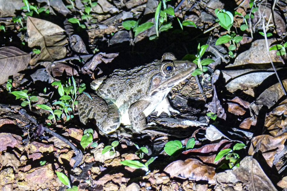 ಕೋಣಗಪ್ಪೆ (Hoplobatrachus tigerinus) - ಭಾರತದ ದೊಡ್ಡ ಕಪ್ಪೆ