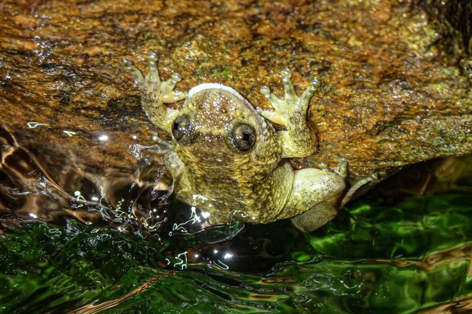 ಜೋಗ್ಸ್ ನೈಟ್ ಫ್ರಾಗ್ (Nyctibatrachus jog) - ಪಶ್ಚಿಮ ಘಟ್ಟದ ಕಪ್ಪೆ