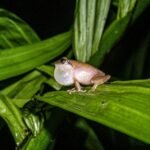 ವಯನಾಡು ಪೊದೆ ಕಪ್ಪೆ (Pseudophilautus wynaadensis) - ಸರನಾಯಕಿ ಚಿತ್ರ
