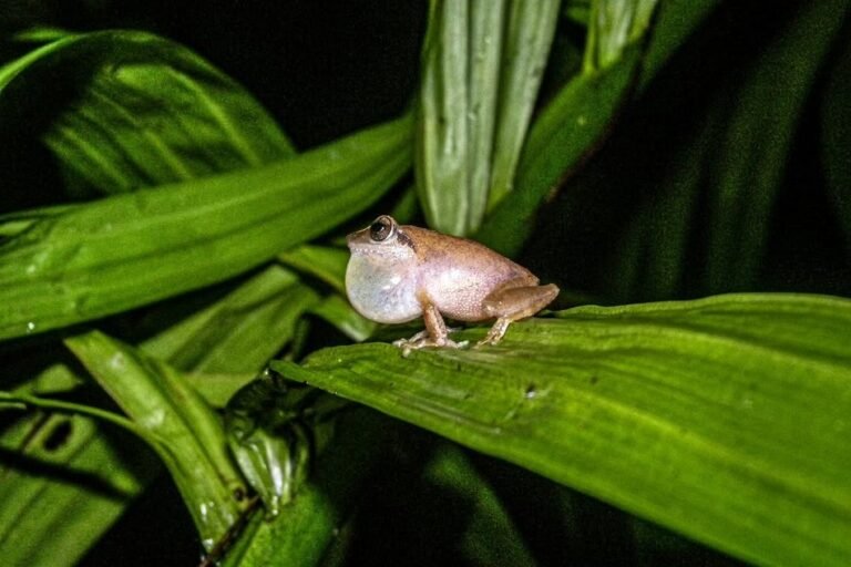ವಯನಾಡು ಪೊದೆ ಕಪ್ಪೆ (Pseudophilautus wynaadensis) - ಸರನಾಯಕಿ ಚಿತ್ರ