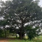 banyan_tree_shade_kannada