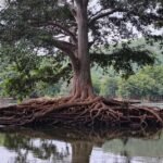kaveri_river_bank_kannada